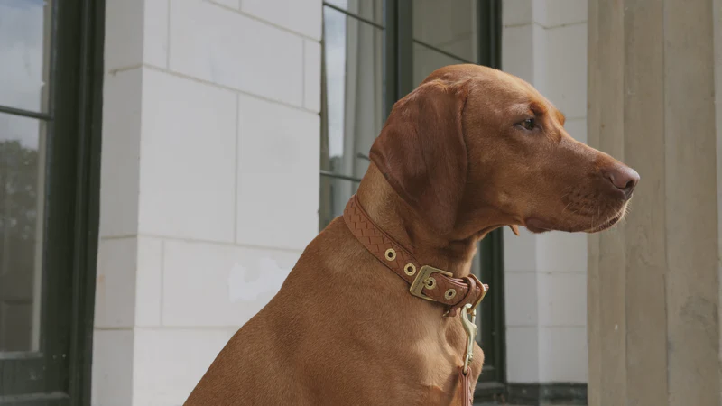 Exklusives Design für Deinen Hund